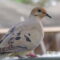 Mourning Dove Close up