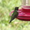 First Hummingbird of the Year!