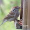 Chipping Sparrow Missing One Of Its Eyes