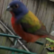 Cheery Male Painted Bunting