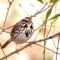 Cute little female Song Sparrow