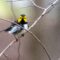 Endangered Warbler visits bird bath in spring.