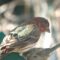 House Finch with conjunctivitis in left eye