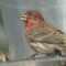 House finch male with conjunctivitis in both eyes