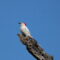 Leucistic Acorn Woodpecker