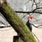 Pileated Woodpecker foraging on a snag