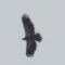 Hawk with Crows (Dec. 2023)