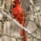 Cross Beaked Cardinal