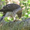 Cooper’s Hawk (juvenile) feeding