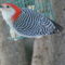 Red- Bellied Woodpecker