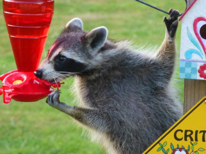 A small raccoon drinks from a hummingbird feeder.