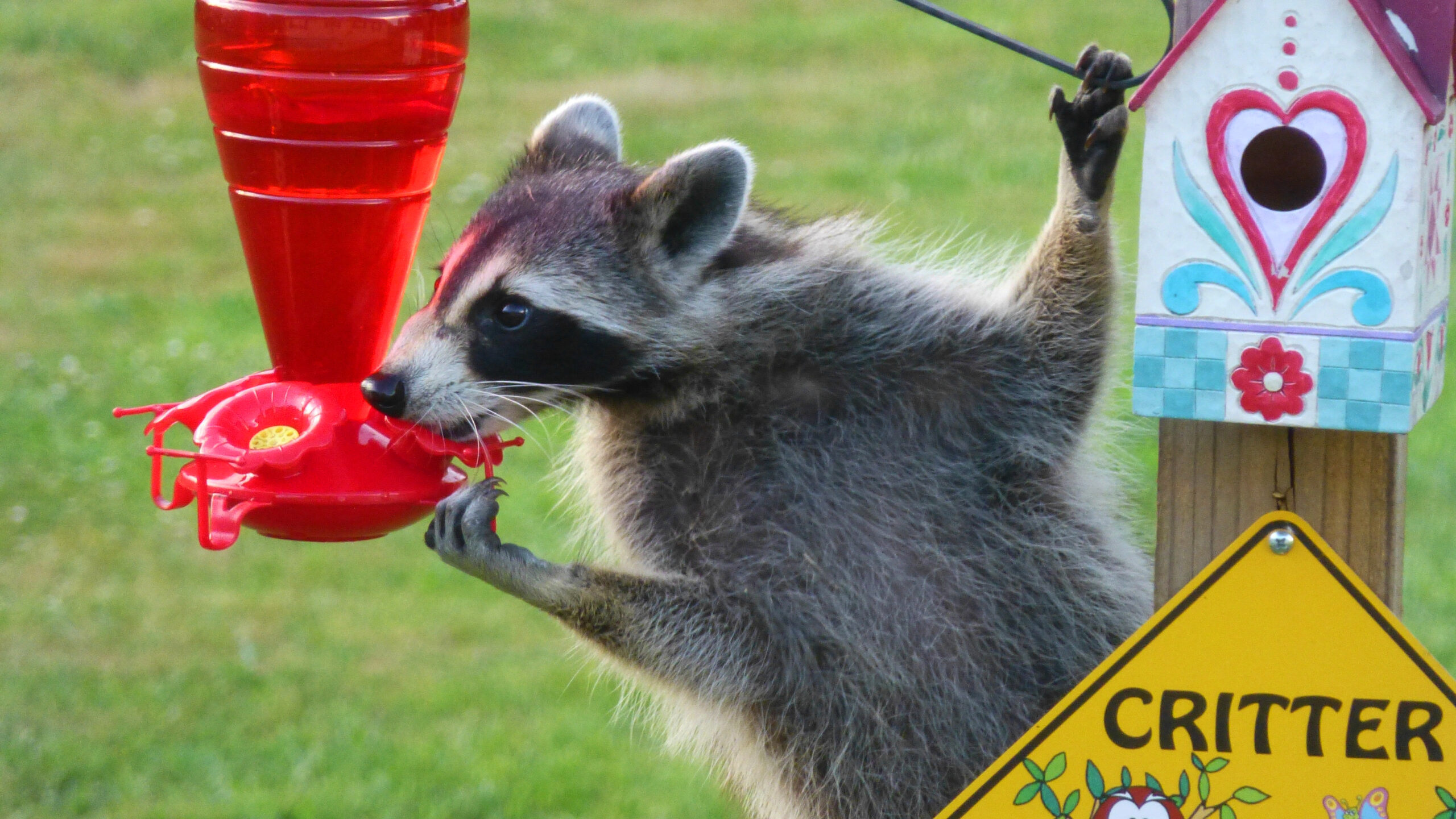 A small raccoon drinks from a hummingbird feeder.