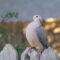 Mourning Dove Photo Shoot