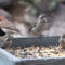 Cassin’s Finches