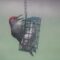 Red Bellied woodpecket
