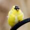 Male American Goldfinch on a cool, cloudy day.