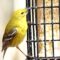 New Bird for me—Is it a Pine Warbler?
