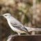 The Mockingbird rules at the feeder-usually ends up eating alone