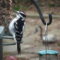 Hungry Hairy Woodpecker