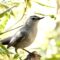 Happy to see the Gray Catbird visit again