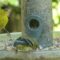 American Goldfinches and Pine Siskins