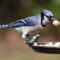 Blue Jay finds the new peanut feeder