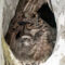 Great Horned Owls – Mom & Baby