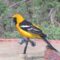 Hooded Oriole adult male
