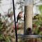 Finches on feeder