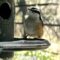Red-breasted Nuthatch in shadow…