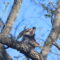 Coopers hawks sign of spring