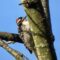 Nuttall’s Woodpecker