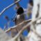 Black-chinned Hummingbird Grooming Time