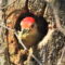 Nesting Red Bellied Woodpecker