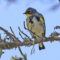 Yellow-rumped Warbler (Audubon’s)
