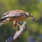 Red-shouldered Hawk with prey