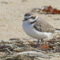Snowy Plover – Earth Day 2024