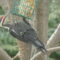 Hungry Woodpecker