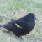 Re- winged Black Bird