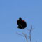 A Red-winged Blackbird’s Display & Song Signal the Arrival of Spring!