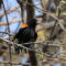 Breeding Territory Defense: male Red-winged Blackbird