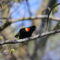 Rambunctious Red-winged Blackbird!