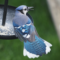 Blue Jay showing off his gorgeous tail feathers