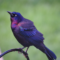 Grackle in the early morning sun