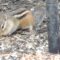 Chipmunk eating seeds and storing some in its cheeks.