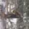 First time Red Crossbills at feeders.