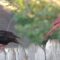 European Starling and Northern Cardinal