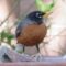 American Robin with scaly leg mites