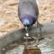 Grackle likes to dip a nut in the water !