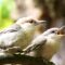 I was thrilled with a visit with 2 Brown-headed Nuthatches
